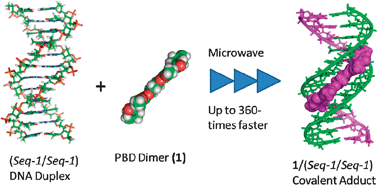 Graphical abstract: Effect of microwave irradiation on covalent ligand–DNA interactions