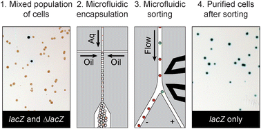Graphical abstract: Fluorescence-activated droplet sorting (FADS): efficient microfluidic cell sorting based on enzymatic activity
