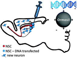 Graphical abstract: Targeting novel integrative nuclear FGFR1 signaling by nanoparticle-mediated gene transfer stimulates neurogenesis in the adult brain