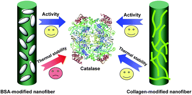 Graphical abstract: Immobilization of catalase on electrospun nanofibrous membranes modified with bovine serum albumin or collagen: Coupling site-dependent activity and protein-dependent stability