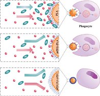 Graphical abstract: Comparison of the PLA-mPEG and mPEG-PLA-mPEG copolymers nanoparticles on the plasma protein adsorption and in vivo biodistribution