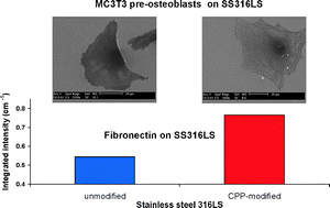 Graphical abstract: The positive influence of electrochemical cyclic potentiodynamic passivation (CPP) of a SS316LS surface on its response to fibronectin and pre-osteoblasts