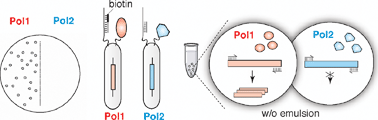 Graphical abstract: Polymerase engineering: towards the encoded synthesis of unnatural biopolymers