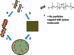 Graphical abstract: A general approach to directing assembly behavior of gold colloids by co-polymer molecules, and tracking and imaging solution nanostructures of the polymer molecules