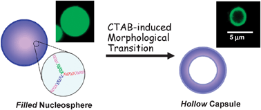 Graphical abstract: CTAB-induced morphological transition of DNA micro-assembly from filled spheres to hollow capsules