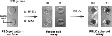 Graphical abstract: Spheroid array of fetal mouse liver cells constructed on a PEG-gel micropatterned surface: upregulation of hepatic functions by co-culture with nonparenchymal liver cells