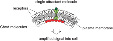 Graphical abstract: Signal amplification in a lattice of coupled protein kinases