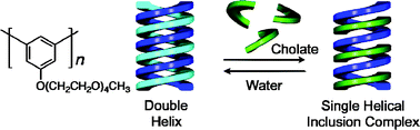 Graphical abstract: Double helix formation of poly(m-phenylene)s bearing achiral oligo(ethylene oxide) pendants and transformation into an excess of one-handed single helix through cholate binding in water