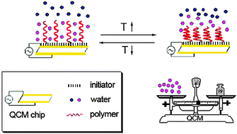 Graphical abstract: Real-time measurement of the mass of water expelled by poly(N-isopropylacrylamide) brushes upon thermo-induced collapse