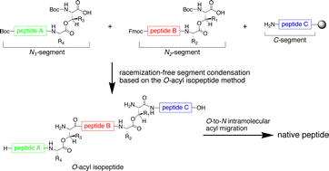 Graphical abstract: O-Acyl isopeptide method: efficient synthesis of isopeptide segment and application to racemization-free segment condensation