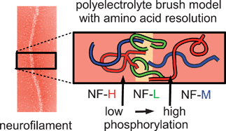 Graphical abstract: On the polyelectrolyte brush model of neurofilaments