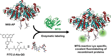 Graphical abstract: Fluorescent substrates for covalent protein labeling catalyzed by microbial transglutaminase