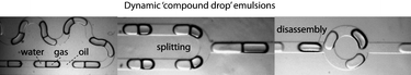 Graphical abstract: Microfluidic emulsions with dynamic compound drops