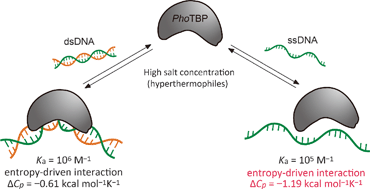Graphical abstract: The interaction of hyperthermophilic TATA-box binding protein with single-stranded DNA is entropically favorable and exhibits a large negative heat capacity change at high salt concentration