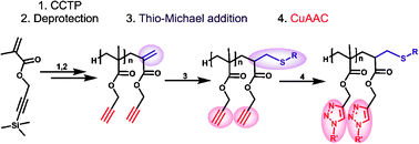 Graphical abstract: Glycopolymers via catalytic chain transfer polymerisation (CCTP), Huisgens cycloaddition and thiol–ene double click reactions