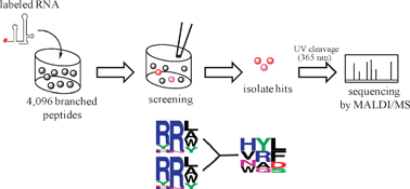 Graphical abstract: Screening of a branched peptide library with HIV-1 TAR RNA