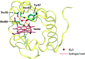 Graphical abstract: Tyrosine-67 in cytochrome c is a possible apoptotic trigger controlled by hydrogen bonds via a conformational transition