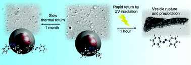 Graphical abstract: Photosensitive vesicles from a cis-azobenzene gemini surfactant show high photoresponse