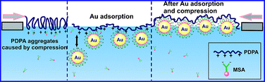 Graphical abstract: Extension of poly(diphenylamine) monolayer at the air/liquid interface promoted by incorporation of gold nanoparticles