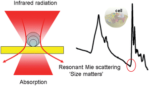 Graphical abstract: Resonant Mie scattering in infrared spectroscopy of biological materials – understanding the ‘dispersion artefact’
