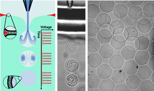 Graphical abstract: Inkjet formation of unilamellar lipid vesicles for cell-like encapsulation