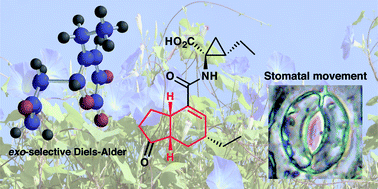 Graphical abstract: Total syntheses of coronatines by exo-selective Diels–Alder reaction and their biological activities on stomatal opening