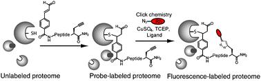 Graphical abstract: Cinnamic aldehyde derived probes for the active site labelling of pathogenesis associated enzymes