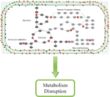 Graphical abstract: Strategies for efficient disruption of metabolism in Mycobacterium tuberculosis from network analysis