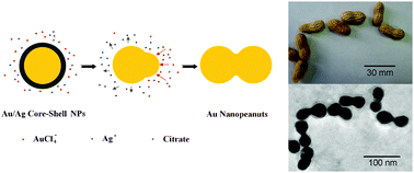 Graphical abstract: Synthesis of gold nanopeanuts by citrate reduction of gold chloride on gold–silver core–shell nanoparticles