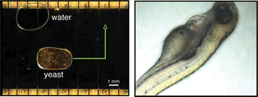 Graphical abstract: Transport of live yeast and zebrafish embryo on a droplet (“digital”) microfluidic platform