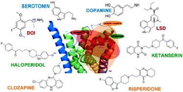 Graphical abstract: Molecular modeling and docking studies of human 5-hydroxytryptamine 2A (5-HT2A) receptor for the identification of hotspots for ligand binding