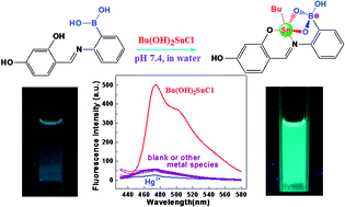 Graphical abstract: Enhanced fluorescence sensing of hydroxylated organotins by a boronic acid-linked Schiff base
