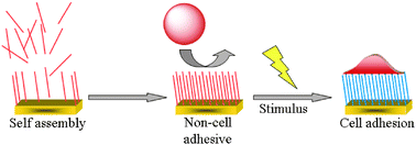 Graphical abstract: Dynamic control over cell adhesive properties using molecular-based surface engineering strategies