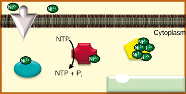 Graphical abstract: Microbial nickel proteins