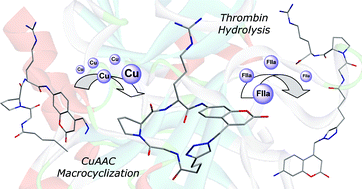 Graphical abstract: A macrocyclic coumarin-containing tripeptide via CuAAC chemistry