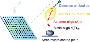 Graphical abstract: RNA aptamer-based sensitive detection of SARS coronavirus nucleocapsid protein