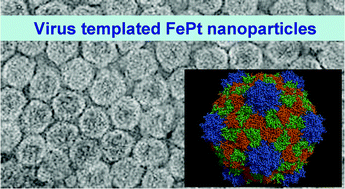 Graphical abstract: Environmentally benign synthesis of virus-templated, monodisperse, iron-platinum nanoparticles