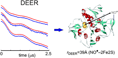 Graphical abstract: Structural information from orientationally selective DEER spectroscopy