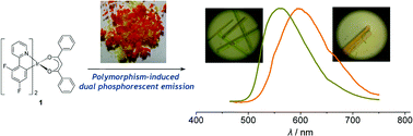 Graphical abstract: Polymorphism-induced dual phosphorescent emission from solid-state iridium(III) complex