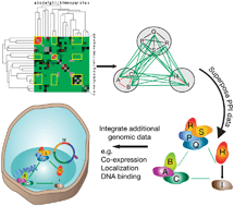 Graphical abstract: Explorations in topology–delving underneath the surface of genetic interaction maps