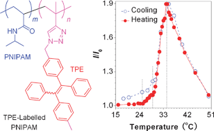 Graphical abstract: A fluorescent thermometer operating in aggregation-induced emission mechanism: probing thermal transitions of PNIPAM in water