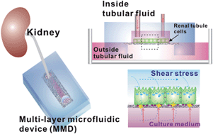 Graphical abstract: A multi-layer microfluidic device for efficient culture and analysis of renal tubular cells