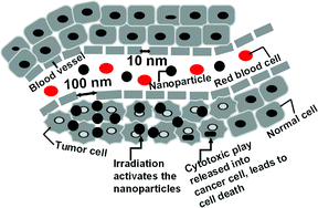 Graphical abstract: Plasmon-induced photothermal cell-killing effect of gold colloidal nanoparticles on epithelial carcinoma cells