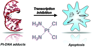 Graphical abstract: Inhibition of transcription by platinum antitumor compounds