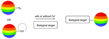 Graphical abstract: Clickable fluorophores for biological labeling—with or without copper