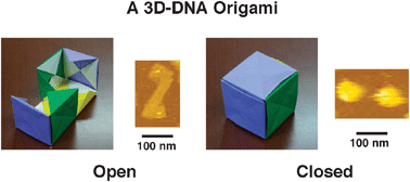 Graphical abstract: Design and construction of a box-shaped 3D-DNA origami