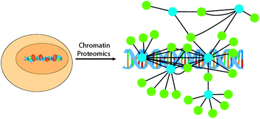 Graphical abstract: Of proteins and DNA—proteomic role in the field of chromatin research