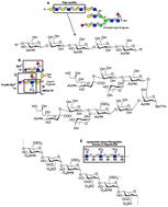Graphical abstract: The repertoire of glycan determinants in the human glycome
