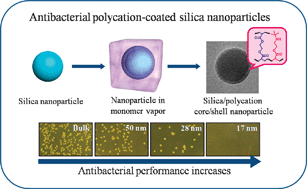 Graphical abstract: Enhanced antibacterial performance of cationic polymer modified silicananoparticles