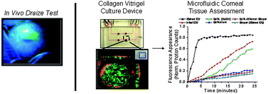 Graphical abstract: Integration and application of vitrified collagen in multilayered microfluidic devices for corneal microtissue culture